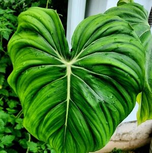 Philodendron McDowell Cuttings